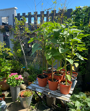 Getting-ready-for-Planting